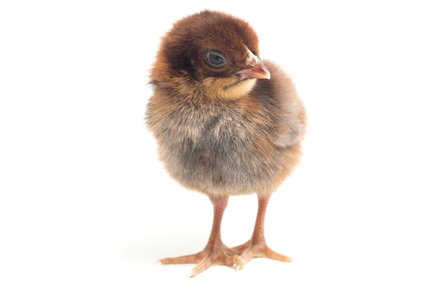 Un pollito recién nacido sobre fondo blanco.