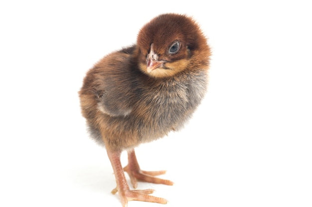 Un pollito recién nacido sobre fondo blanco.