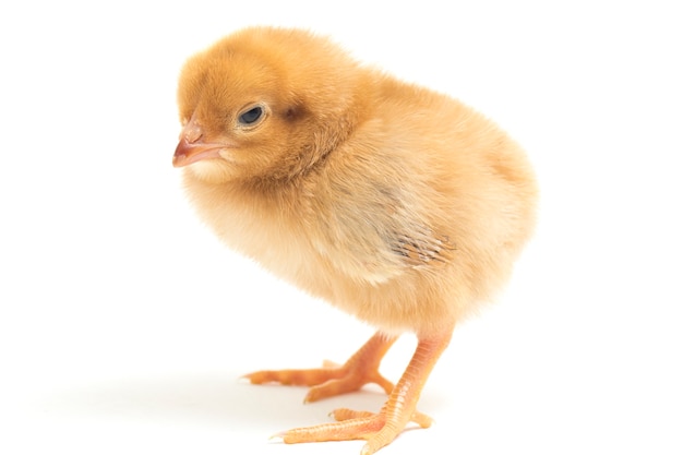 Un pollito recién nacido sobre fondo blanco.