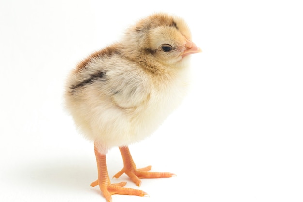 Un pollito recién nacido sobre fondo blanco.