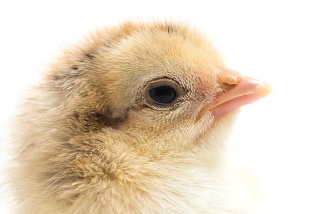 Un pollito recién nacido sobre fondo blanco.