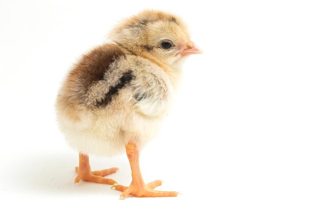 Un pollito recién nacido sobre fondo blanco.