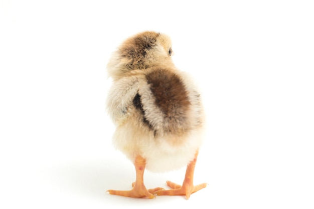 Un pollito recién nacido sobre fondo blanco.