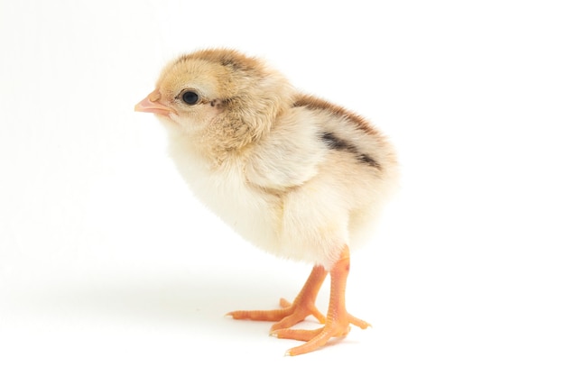 Un pollito recién nacido sobre fondo blanco.