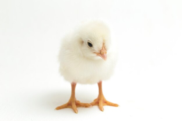 Un pollito recién nacido sobre fondo blanco.