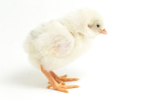 Un pollito recién nacido sobre fondo blanco.