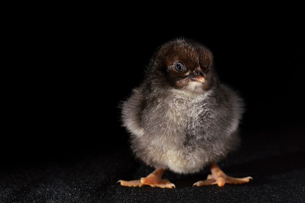 Pollito sobre fondo negro