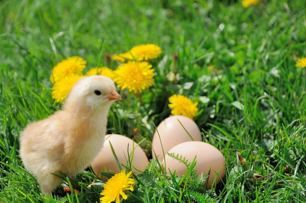 Pollito sobre hierba verde