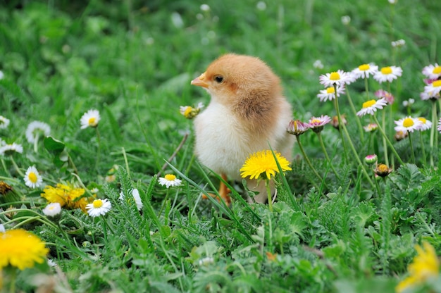 Pollito sobre la hierba verde.