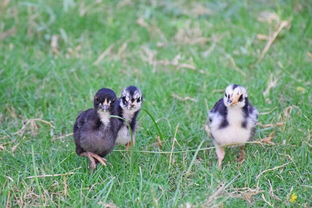 Pollitos en el césped de la granja