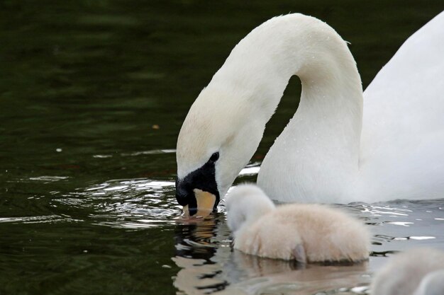 Pollitos de cisne mudo en un lago