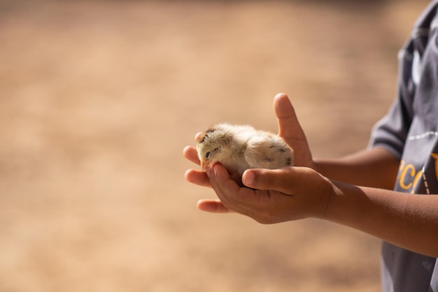 Los pollitos están enfermos y no brillan en la mano del niño.