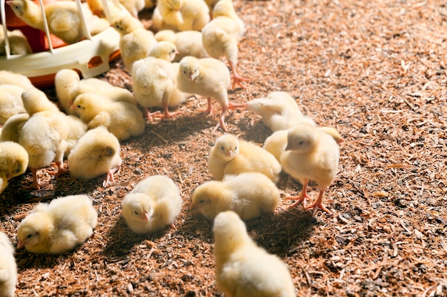 Pollitos en una granja avícola