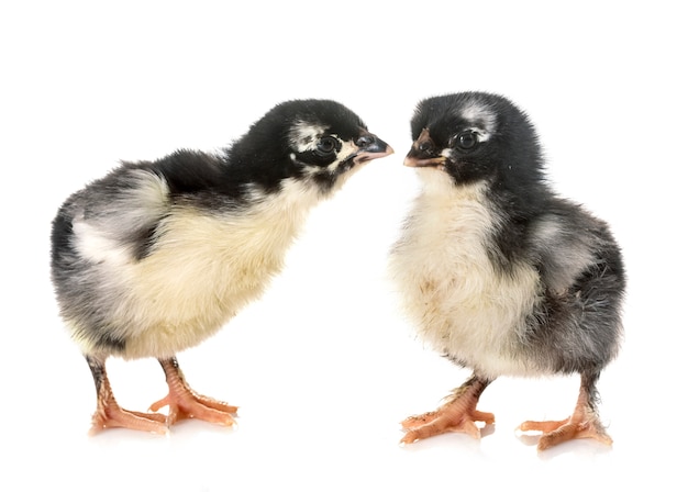 pollitos marans en estudio