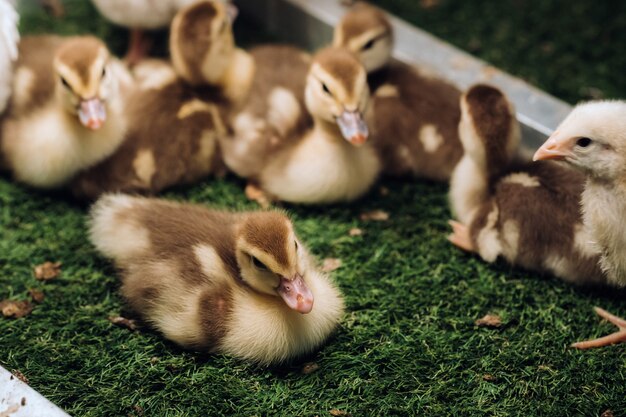 Pollitos y patitos toman el sol en la hierba