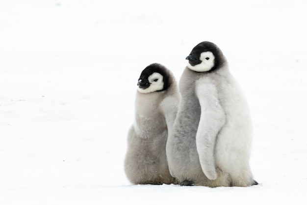 Pollitos de pingüinos emperador en Snow Hill Antarctica 2018