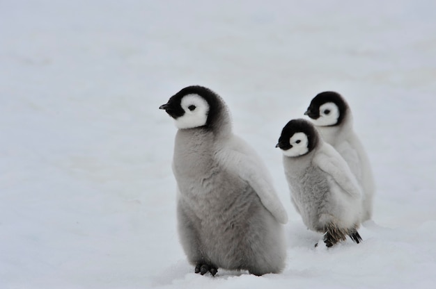 Pollitos de pingüinos emperador en Snow Hill en la Antártida