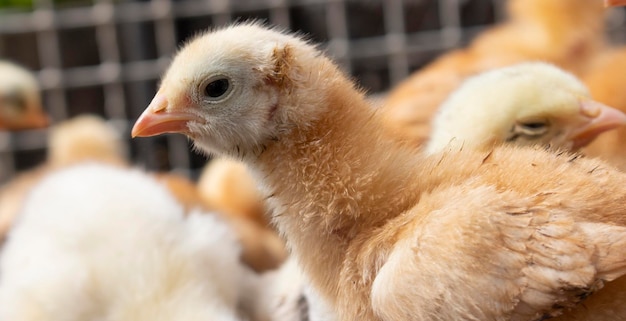 Pollitos que acaban de nacer de un huevo Crianza de aves de corral en una incubadora