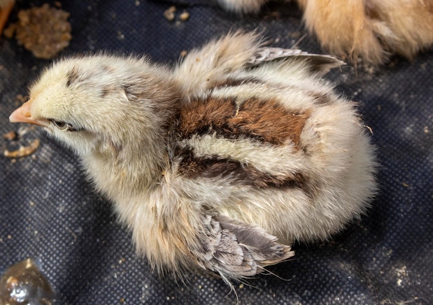 Pollitos que acaban de nacer de un huevo Crianza de aves de corral en una incubadora