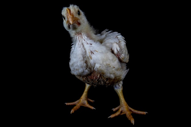 Pollo de 3 semanas de edad aislado en negro