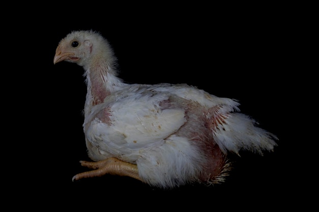 Pollo de 3 semanas de edad aislado en negro