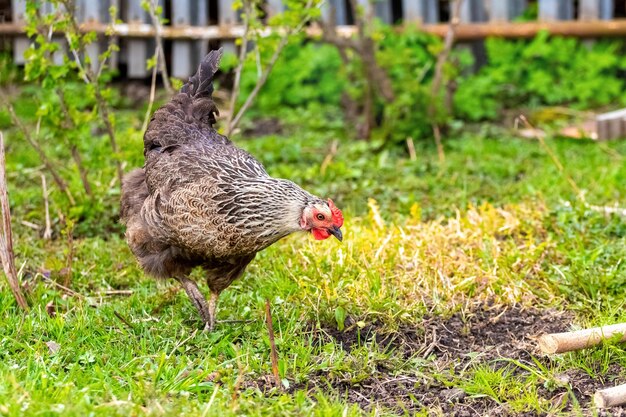 Pollo abigarrado gris camina en el jardín sobre la hierba