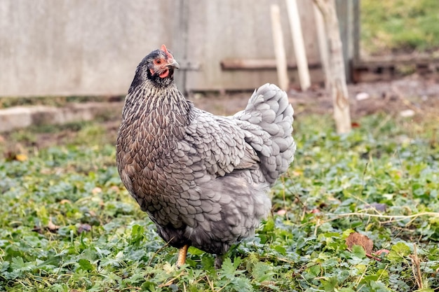 Pollo abigarrado gris de pura raza en el jardín en la hierba Cría de pollos en la granja