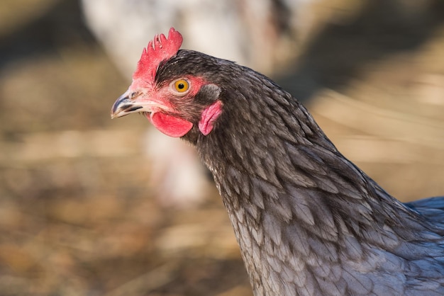 Pollo afuera en el pueblo en la naturaleza.