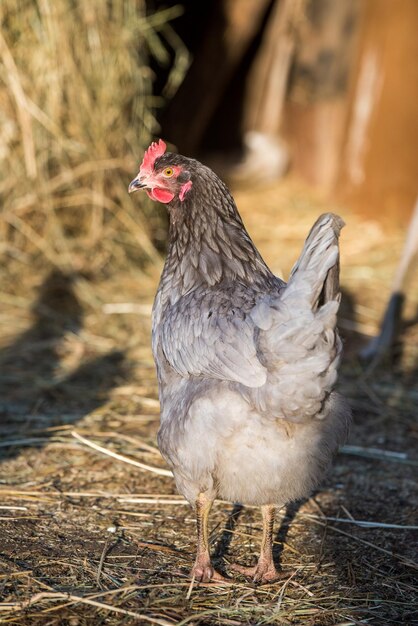 Pollo afuera en el pueblo en la naturaleza.