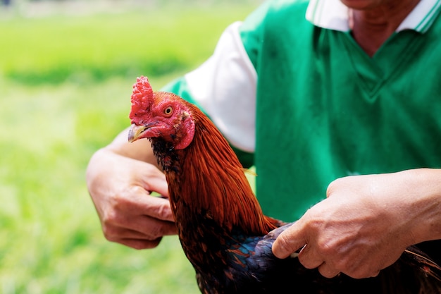 Pollo y agricultor en el campo.