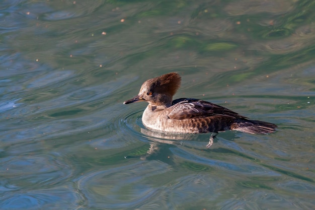 Pollo de agua encapuchado (Lophodytes cucullatus) flotando en un lago