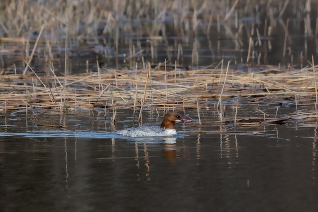 Pollo de agua Mergus Goosander hembra nadando en el agua