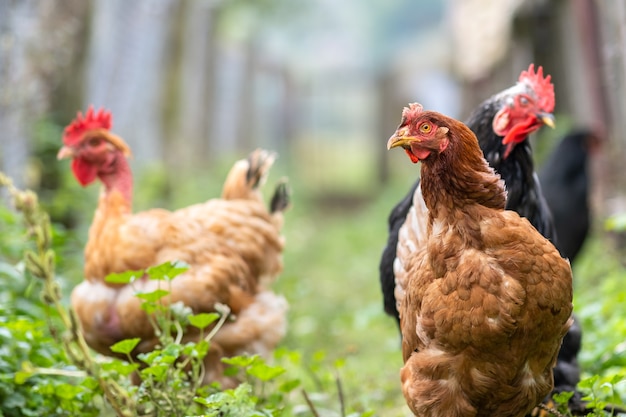 Pollo alimentándose de corral rural tradicional. Gallinas en corral en granja ecológica. Concepto de avicultura de rango libre.