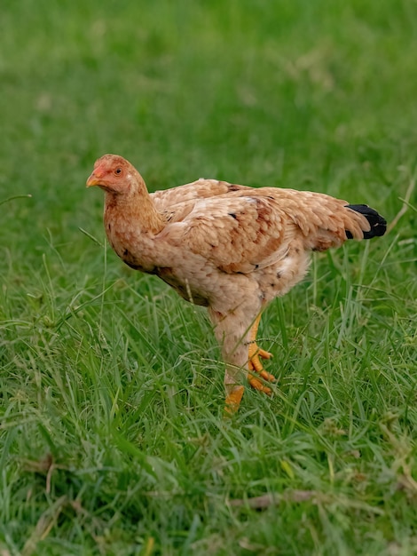 Pollo animal doméstico de la subespecie Gallus gallus domesticus