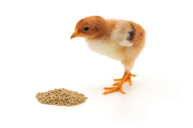 Pollo bebé comiendo