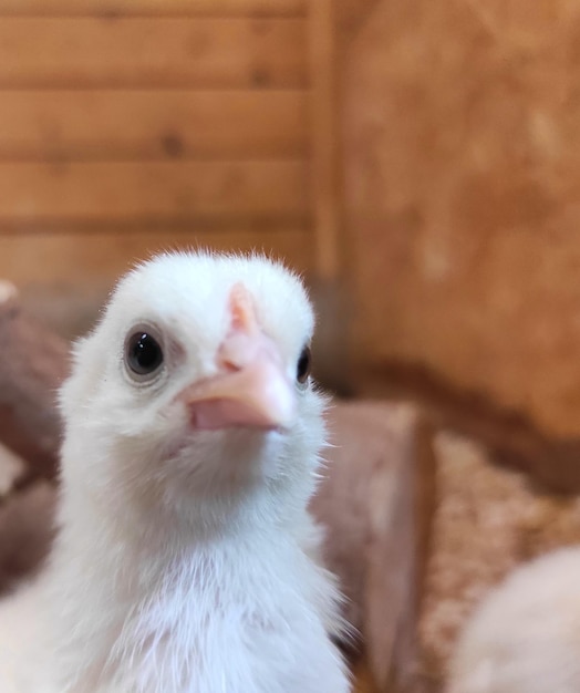 Foto el pollo bebé en una granja de cerca