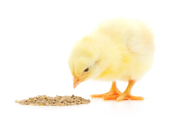 Pollo bebé que tiene una comida aislada en blanco