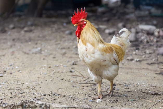 Pollo Betong blanco en jardín seco