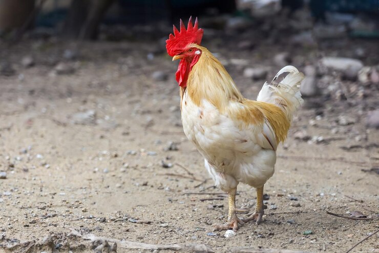 Pollo Betong blanco en jardín seco