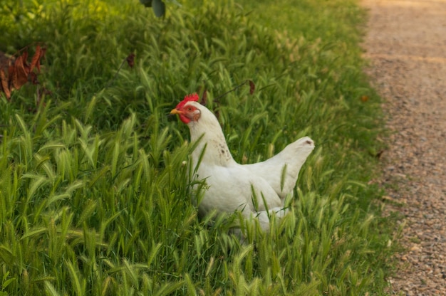 Un pollo blanco camina por la calle.