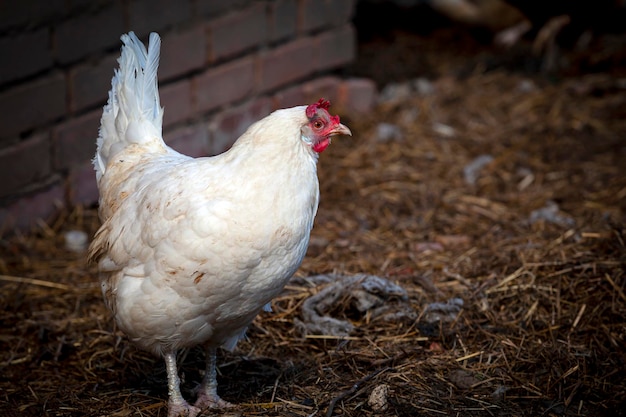 Un pollo blanco camina por el pueblo en condiciones naturales.