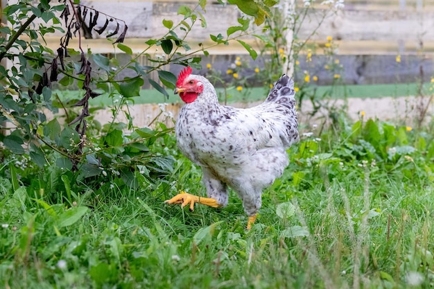 Pollo blanco camina sobre la hierba en el jardín