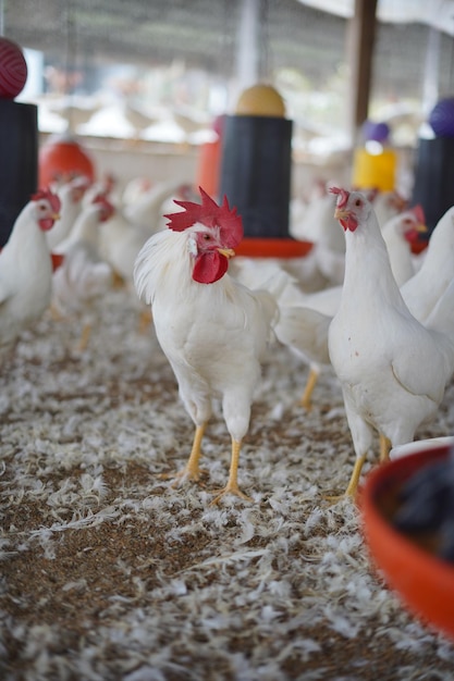 Foto un pollo blanco con la cara roja.