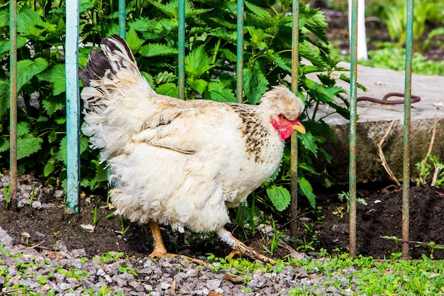 Pollo blanco con copete en el jardín