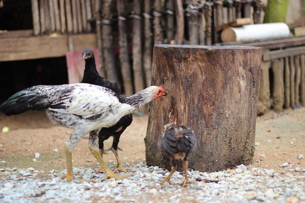 Pollo blanco y negro en la granja.