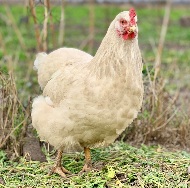 Un pollo blanco con un ojo rojo y un ojo amarillo.