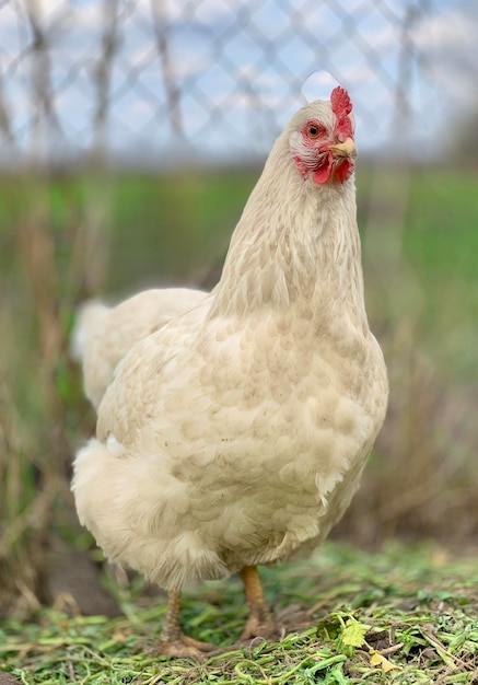 Un pollo blanco con un ojo rojo y un ojo rojo.