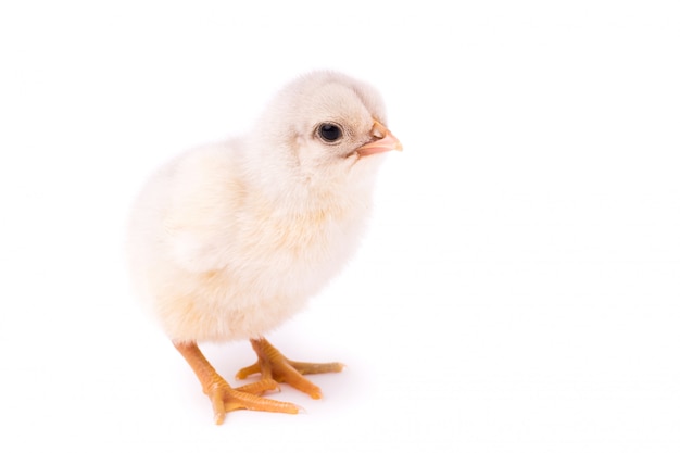 Pollo blanco pequeño aislado