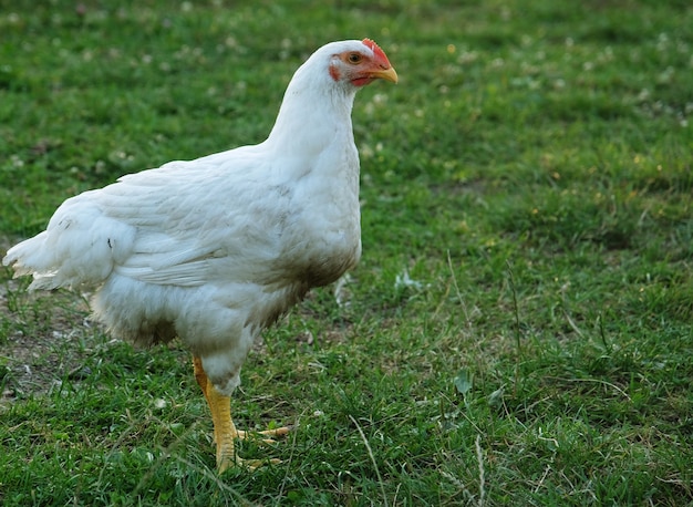 Pollo blanco que camina sobre la hierba