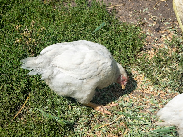 Pollo blanco que picotea en el suelo del pueblo